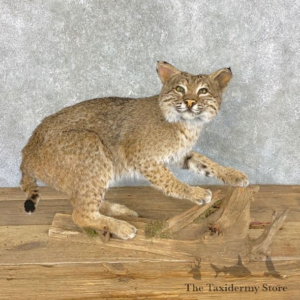 Bobcat Life-Size Mount For Sale #22366 @ The Taxidermy Store