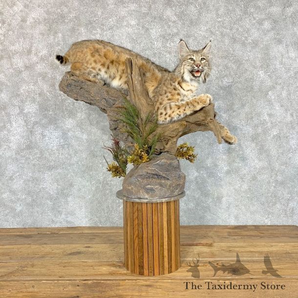 Bobcat Life-Size Mount For Sale #22553 @ The Taxidermy Store