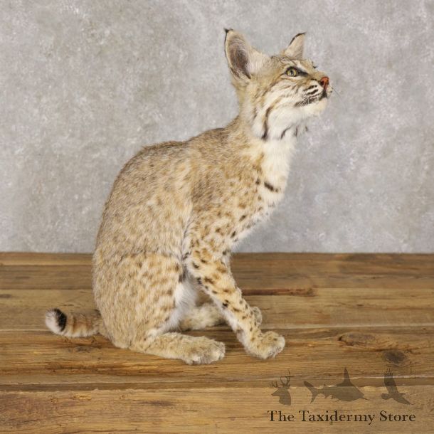 Bobcat Life-Size Mount For Sale #22591 @ The Taxidermy Store