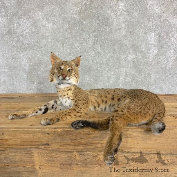 Bobcat Life-Size Mount For Sale #22845 @ The Taxidermy Store