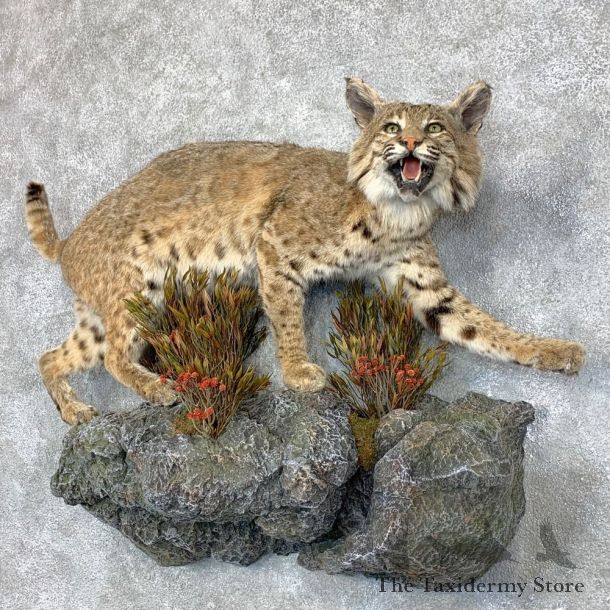 Bobcat Life-Size Mount For Sale #22850 @ The Taxidermy Store