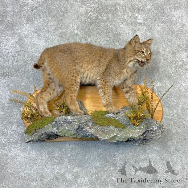 Bobcat Life-Size Mount For Sale #23262 @ The Taxidermy Store