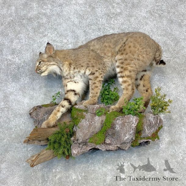 Bobcat Life-Size Mount For Sale #23291 @ The Taxidermy Store