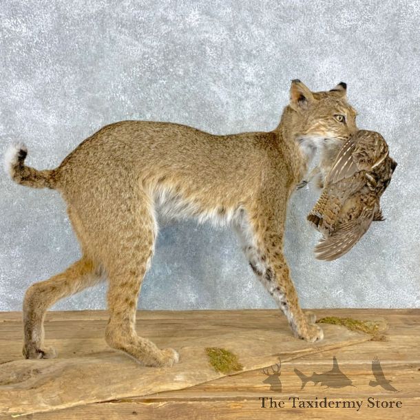 Bobcat Life-Size Mount For Sale #23309 @ The Taxidermy Store