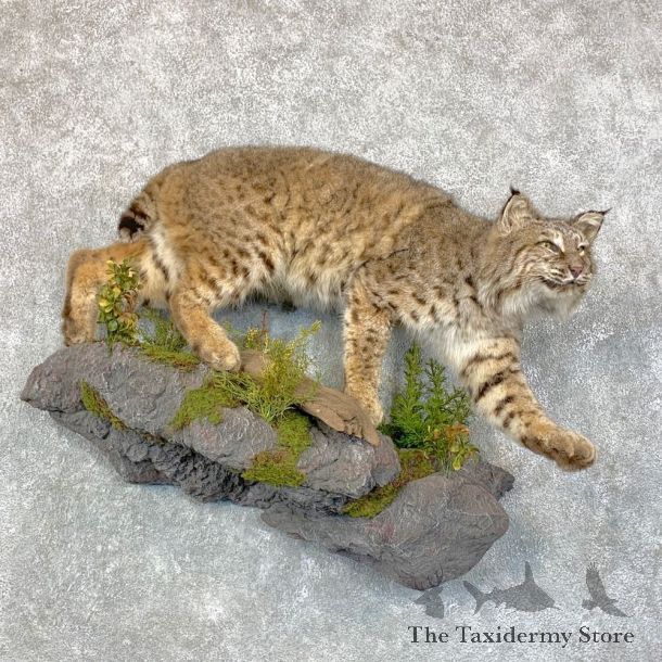 Bobcat Life-Size Mount For Sale #23602 @ The Taxidermy Store