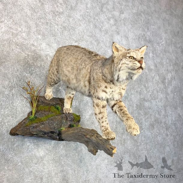 Bobcat Life-Size Mount For Sale #23988 @ The Taxidermy Store