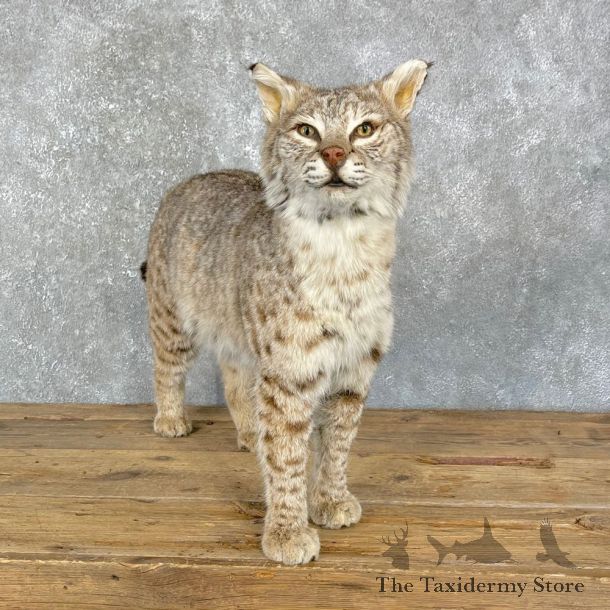 Bobcat Life-Size Mount For Sale #24093 @ The Taxidermy Store