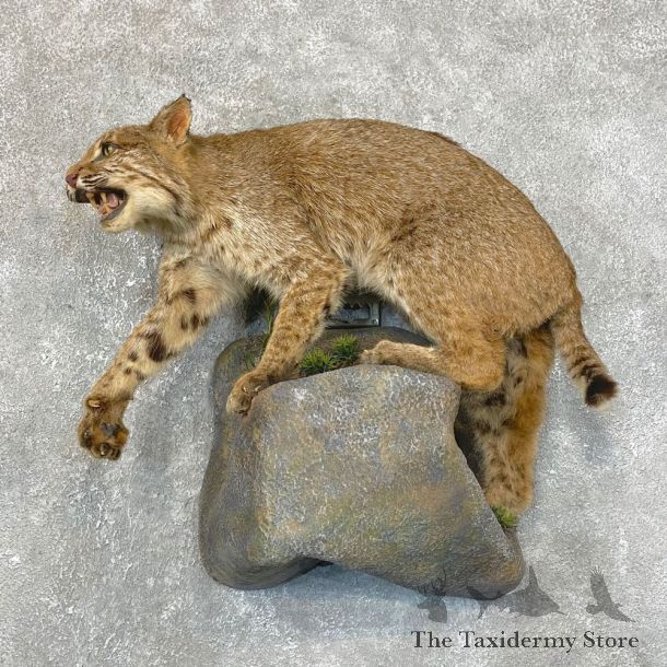 Bobcat Life-Size Mount For Sale #24114 @ The Taxidermy Store