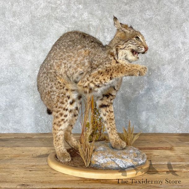 Bobcat Life-Size Mount For Sale #24331 @ The Taxidermy Store