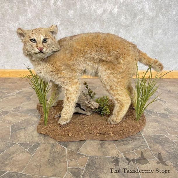Bobcat Life-Size Mount For Sale #24631 @ The Taxidermy Store