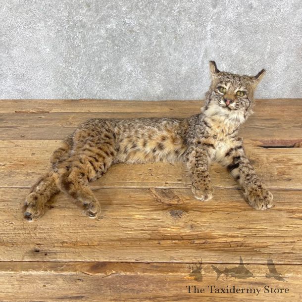 Bobcat Life-Size Mount For Sale #24722 @ The Taxidermy Store