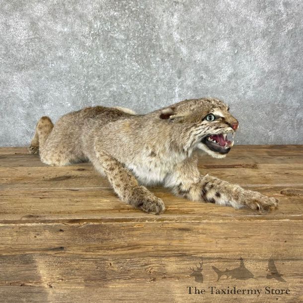 Bobcat Life-Size Mount For Sale #24723 @ The Taxidermy Store
