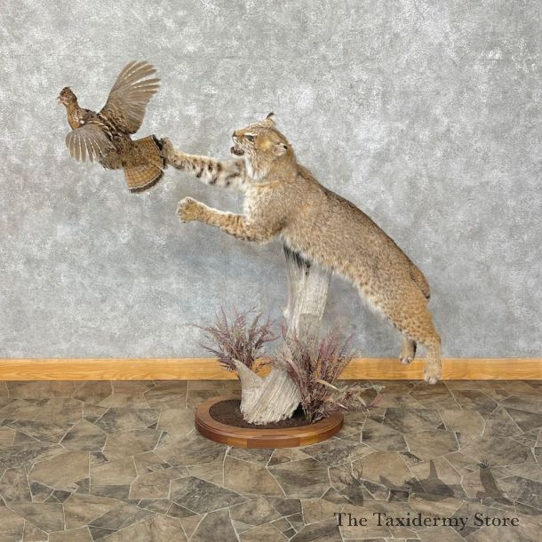 Bobcat Life-Size Mount For Sale #25288 @ The Taxidermy Store
