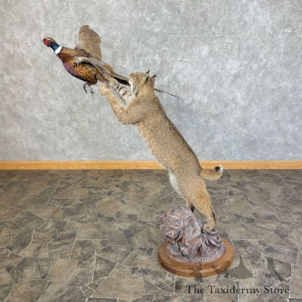 Bobcat Life-Size Mount For Sale #25439 @ The Taxidermy Store