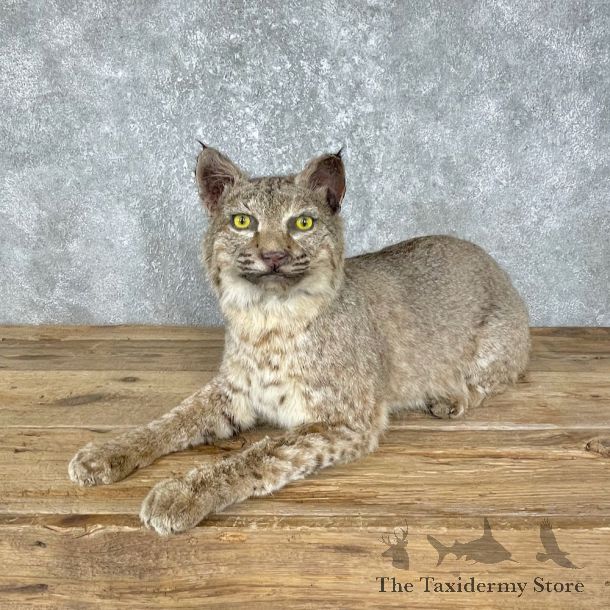 Bobcat Life-Size Mount For Sale #25660 @ The Taxidermy Store