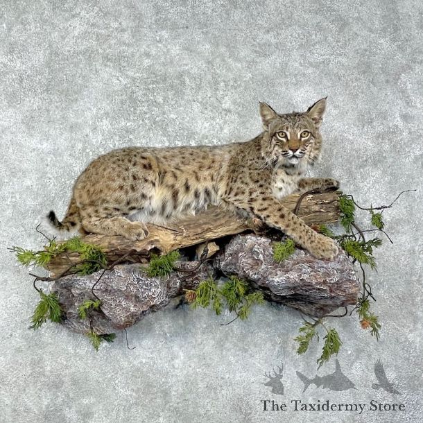 Bobcat Life-Size Mount For Sale #25923 @ The Taxidermy Store