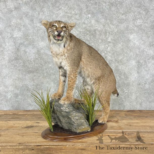 Bobcat Life-Size Mount For Sale #26014 @ The Taxidermy Store