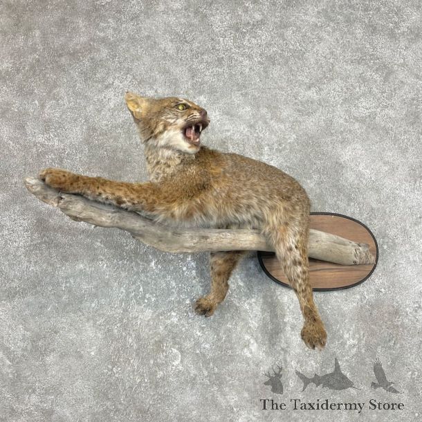 Bobcat Life-Size Mount For Sale #26247 @ The Taxidermy Store