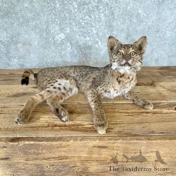 Bobcat Life-Size Mount For Sale #26625 @ The Taxidermy Store