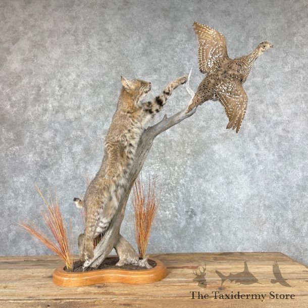 Bobcat Life-Size Mount For Sale #26886 @ The Taxidermy Store