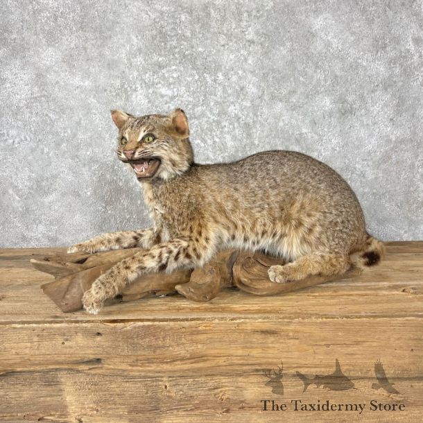Bobcat Life-Size Mount For Sale #26975 @ The Taxidermy Store