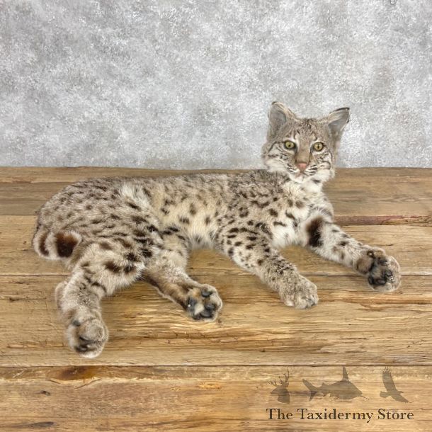 Bobcat Life-Size Mount For Sale #28665 @ The Taxidermy Store
