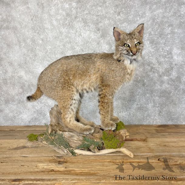Bobcat Life-Size Mount For Sale #28675 @ The Taxidermy Store