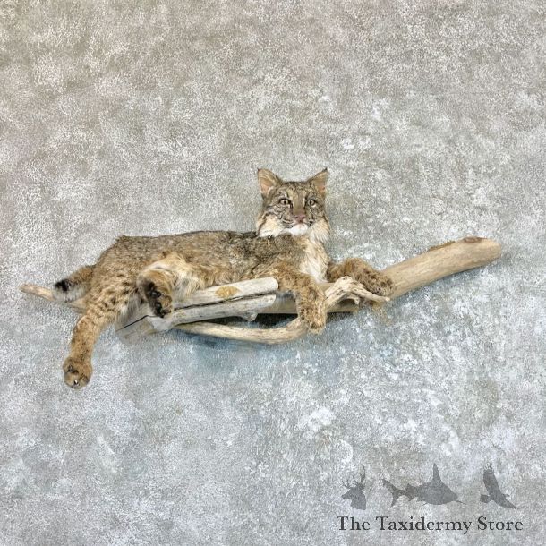 Bobcat Life-Size Taxidermy Mount For Sale #26595 @ The Taxidermy Store
