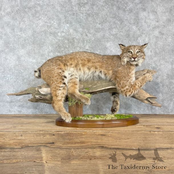 Bobcat Life-Size Taxidermy Mount For Sale #27203 @ The Taxidermy Store