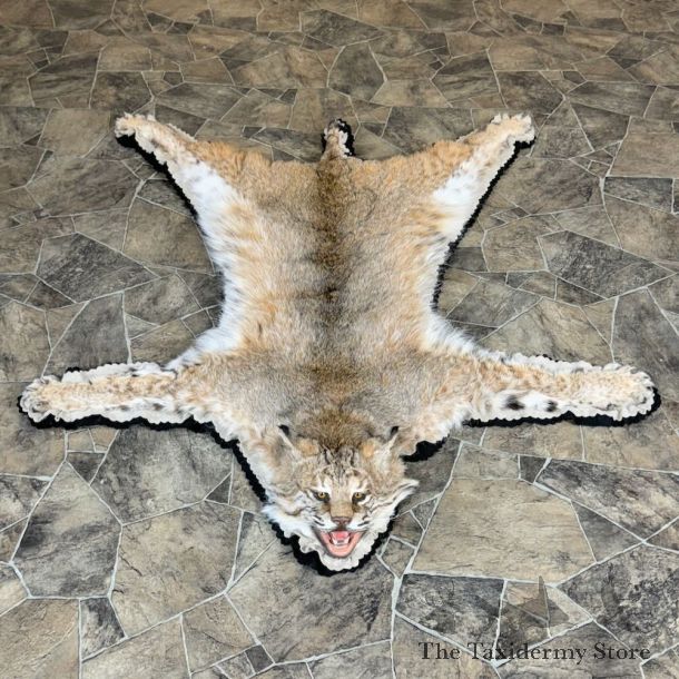 Bobcat Taxidermy Rug Mount For Sale #27857 @ The Taxidermy Store