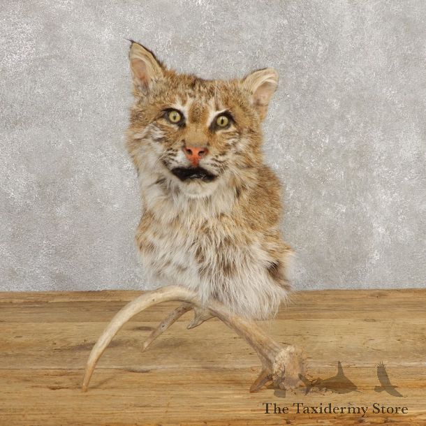 Bobcat Shoulder Mount For Sale #20379 @ The Taxidermy Store