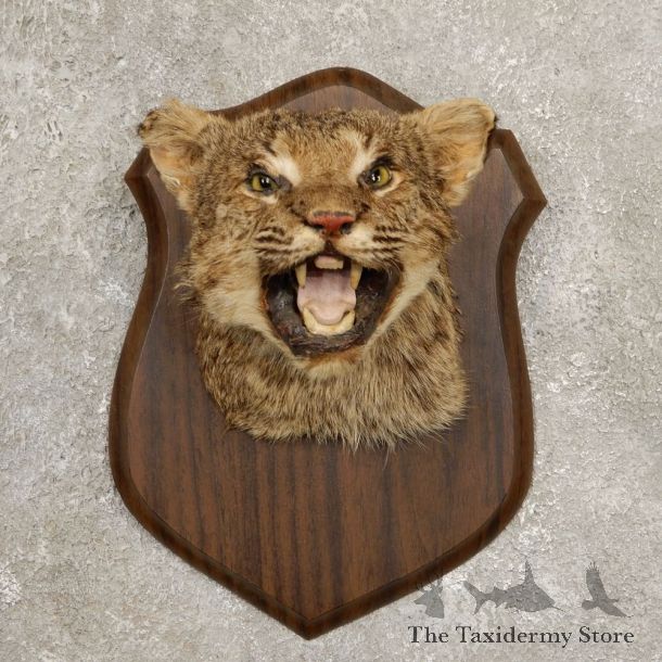 Bobcat Shoulder Mount For Sale #20541 @ The Taxidermy Store