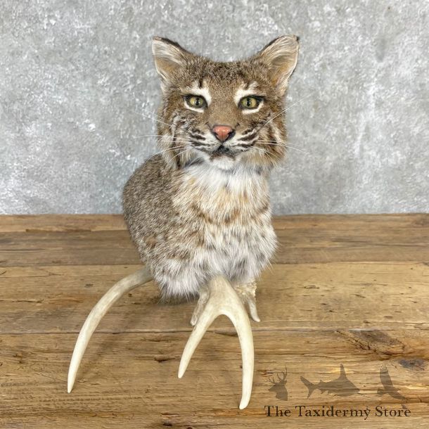 Bobcat Shoulder Taxidermy Mount For Sale #24699 @ The Taxidermy Store