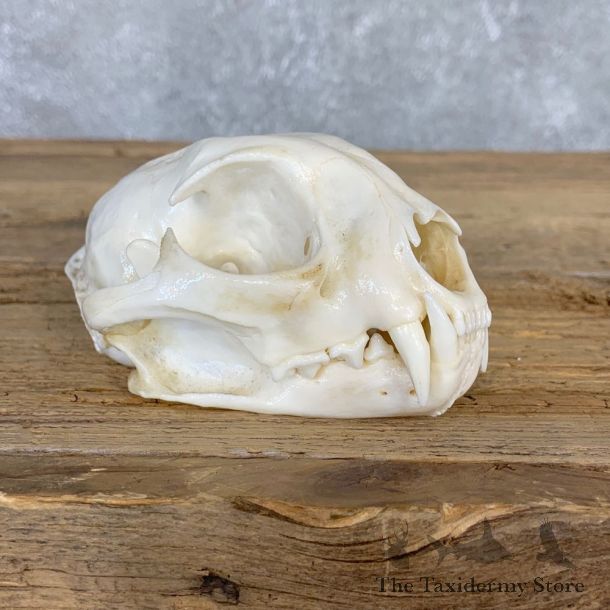 Bobcat Skull Mount For Sale #21712 @ The Taxidermy Store