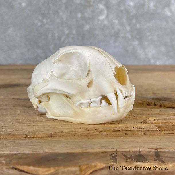 Bobcat Skull Mount For Sale #26627 @ The Taxidermy Store