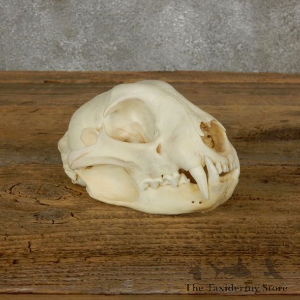Bobcat Skull Mount For Sale #17491 @ The Taxidermy Store