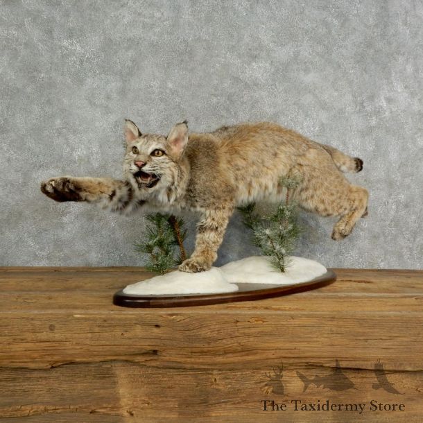 Bobcat Life-Size Mount For Sale #17026 @ The Taxidermy Store