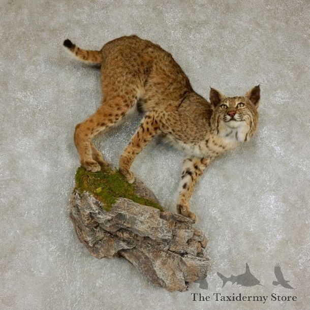 Bobcat Life-Size Mount For Sale #17970 @ The Taxidermy Store
