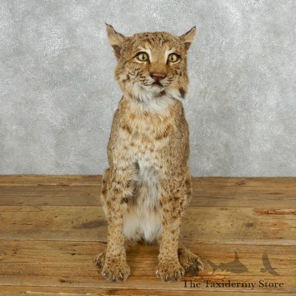 Bobcat Life-Size Mount For Sale #18203 @ The Taxidermy Store