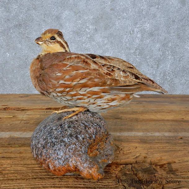 Bobwhite Quail Bird Mount For Sale #15412 @ The Taxidermy Store