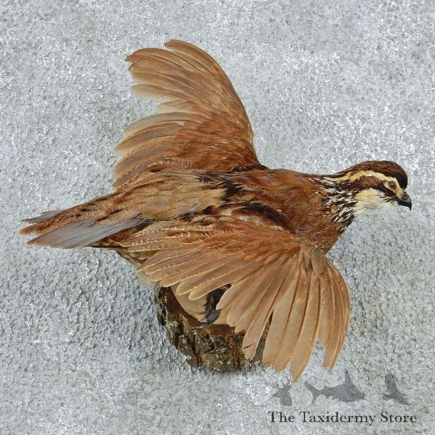 Flying Bobwhite Quail Taxidermy Mount #12760 For Sale @ The Taxidermy Store