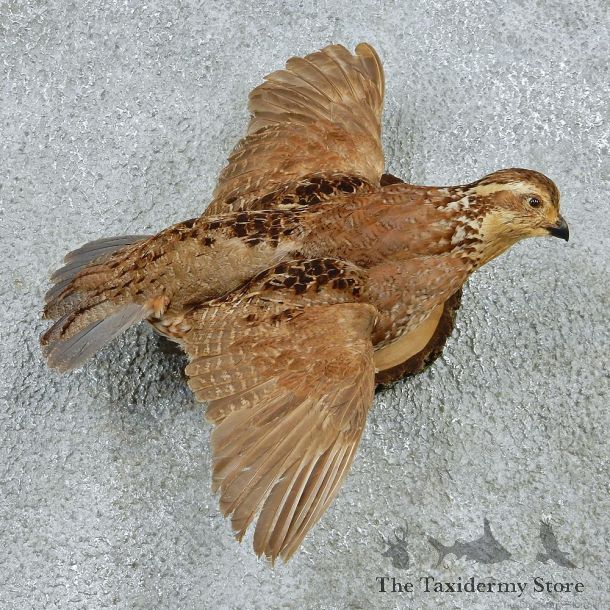 Flying Bobwhite Quail Taxidermy Bird Mount #12761 For Sale @ The Taxidermy Store