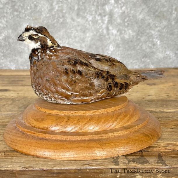 Bobwhite Quail Bird Mount For Sale #24840 @ The Taxidermy Store