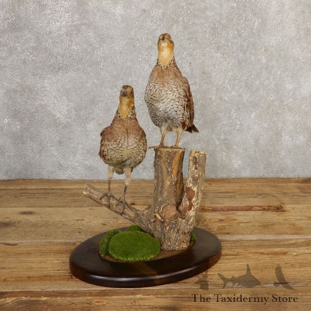 Bobwhite Quail Pair Bird Mount For Sale #20773 @ The Taxidermy Store