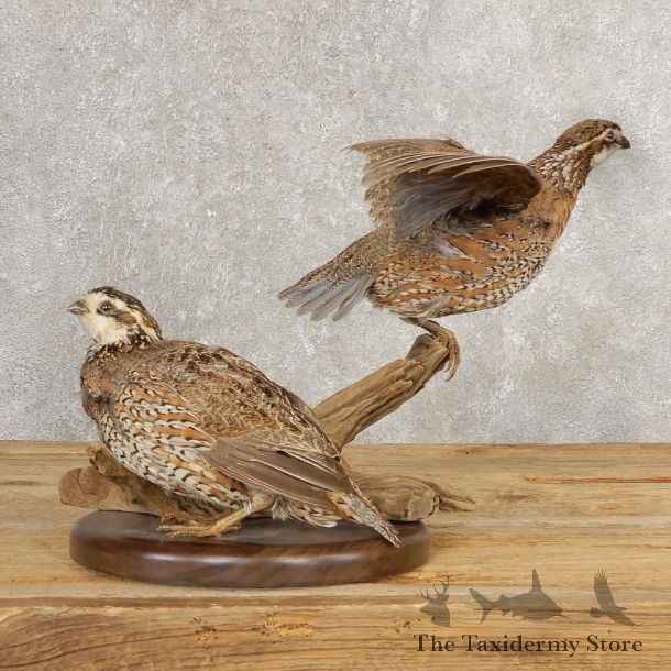 Bobwhite Quail Pair Bird Taxidermy Mount For Sale #21042 @ The Taxidermy Store