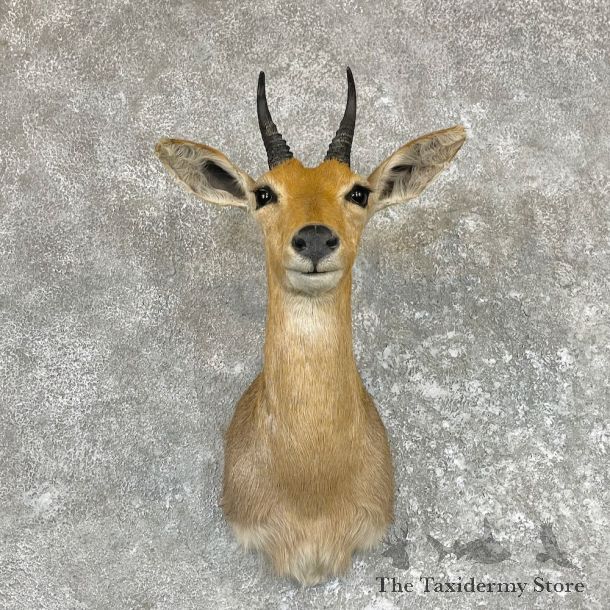 Bohor Reedbuck Shoulder Taxidermy Mount For Sale #26589 - The Taxidermy Store