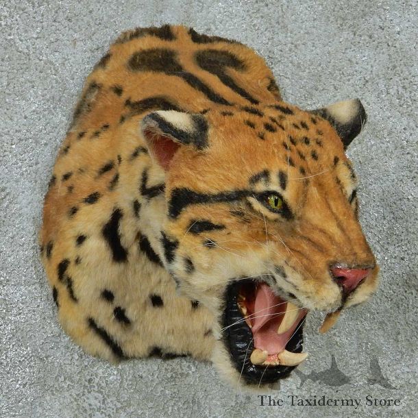 Reproduction Clouded Leopard Shoulder Mount #16420 For Sale @ The Taxidermy Store