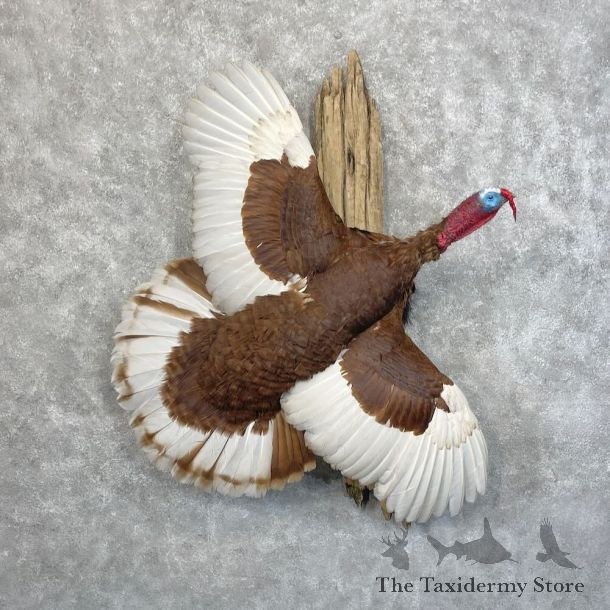 Bourbon Red Turkey Bird Mount For Sale #28497 @ The Taxidermy Store