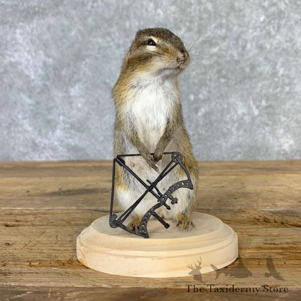 Bow Hunting Chipmunk Novelty Mount For Sale #23258 @ The Taxidermy Store