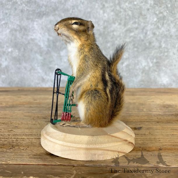 Bow Hunting Chipmunk Novelty Mount For Sale #23259 @ The Taxidermy Store
